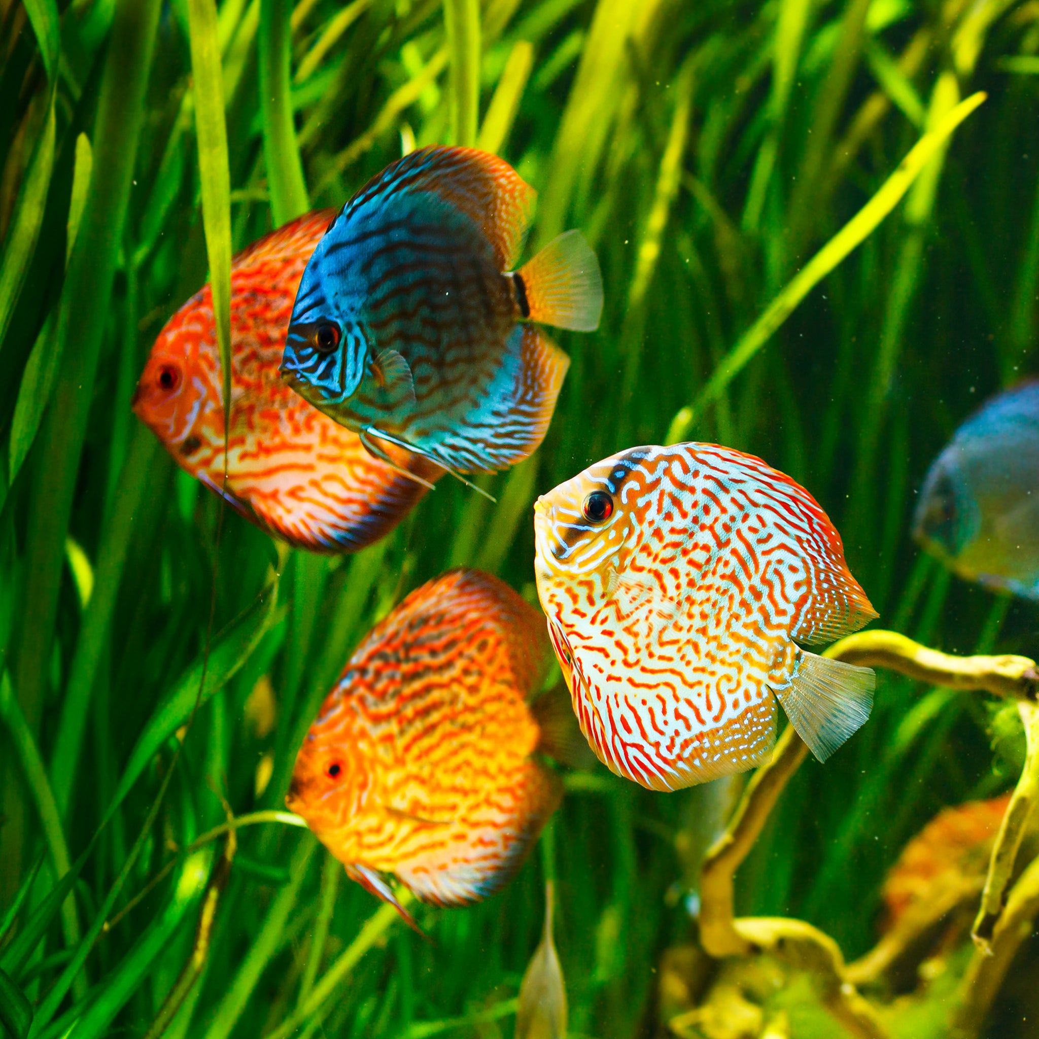 Live Fish : Discus / Angel