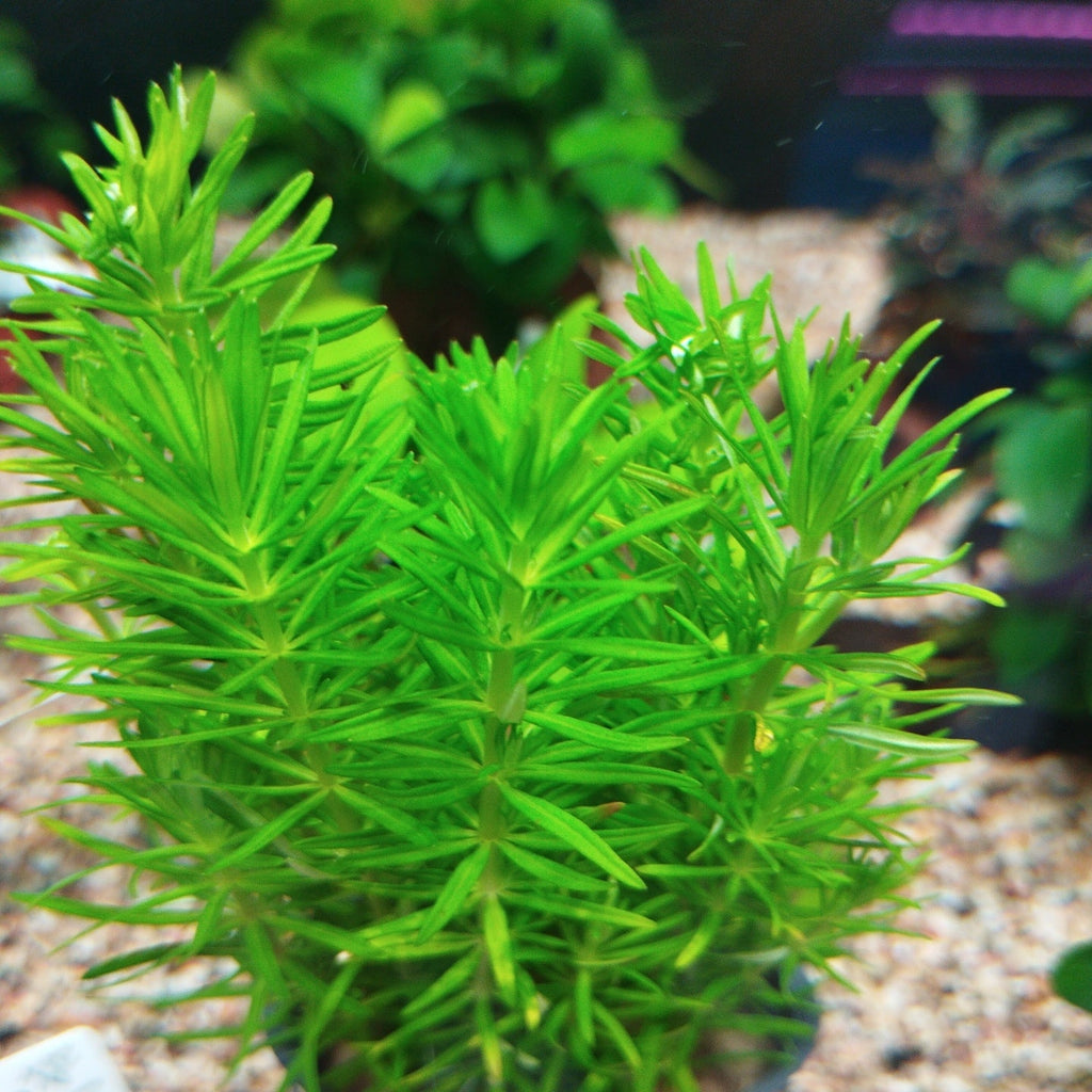 Buy Easy Background Aquarium Plants in Singapore East Ocean Aquatic