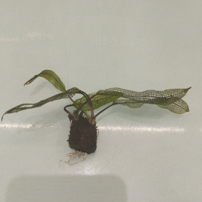 TCulture Aponogeton Madagascariensis Bulb