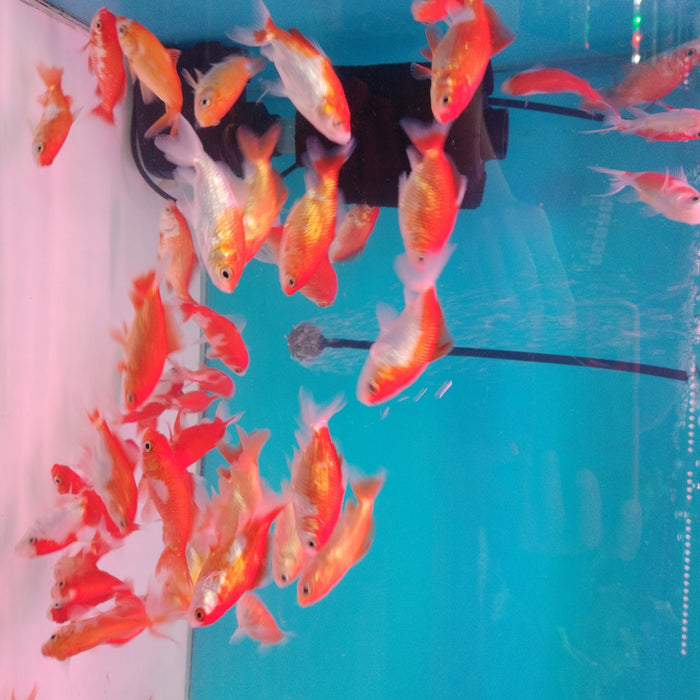 Wakin Goldfish ( 3 inches)