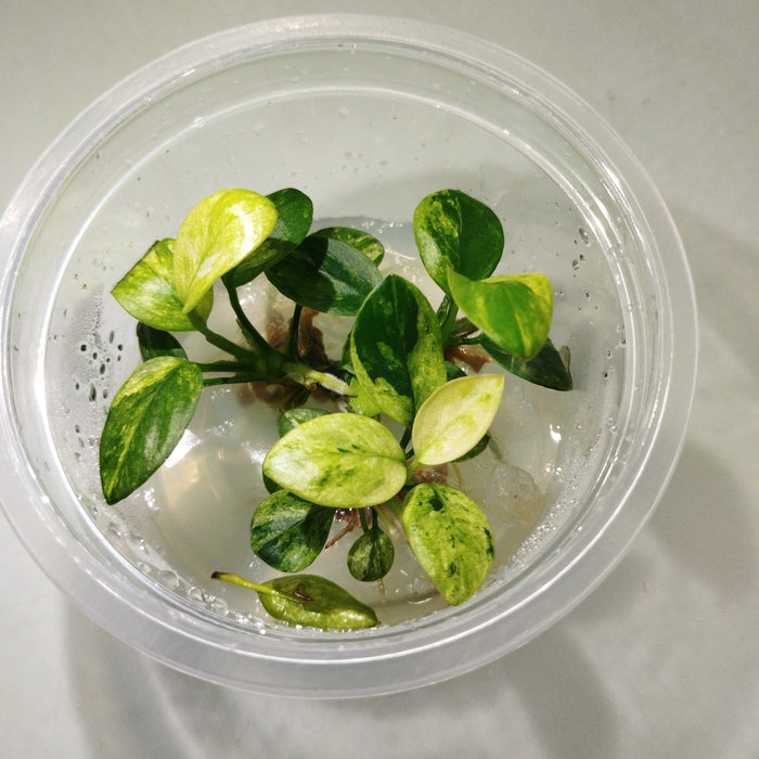 TCulture Anubias nana Pinto (Pot/TC Cup)