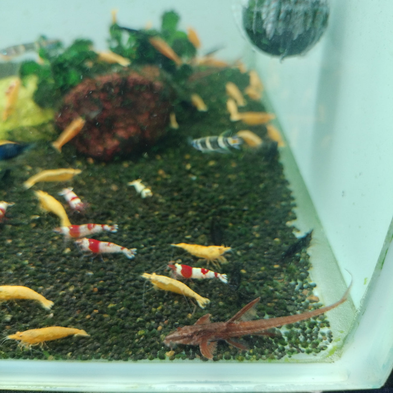 Shop for Live Shrimps for Your Tropical Freshwater Aquarium