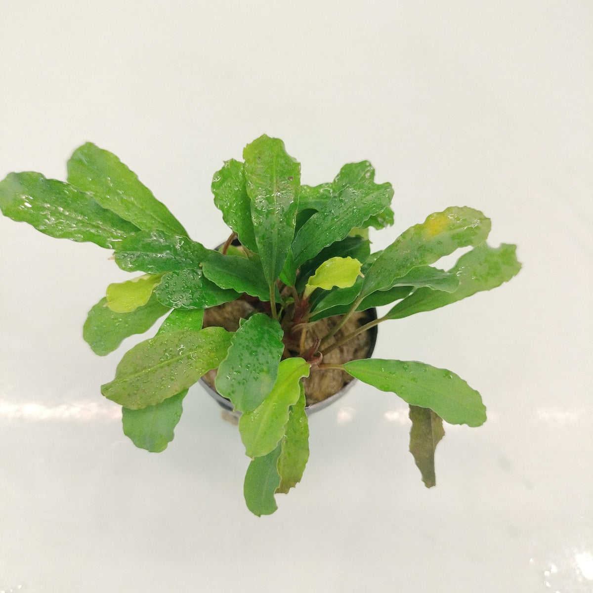 TCulture Bucephalandra Green Gecko (Pot) — East Ocean Aquatic