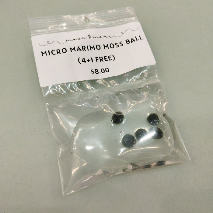 Micro Marimo Moss Ball