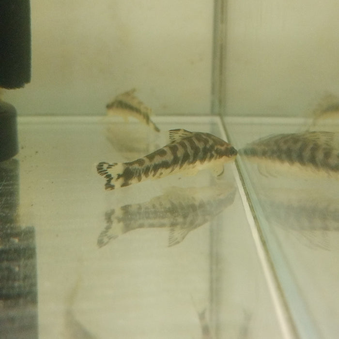 Zebra Otocinclus