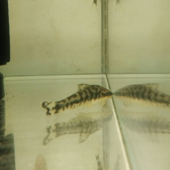 Zebra Otocinclus