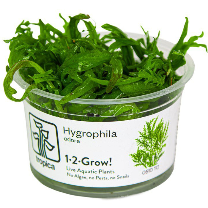 Tropica Hygrophila odora 1-2-Grow