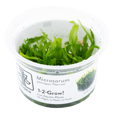 Tropica Microsorum pteropus 'Narrow' 1-2-GROW!