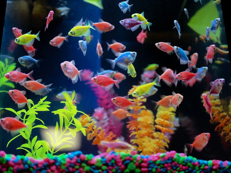 Colored Glofish Tetra