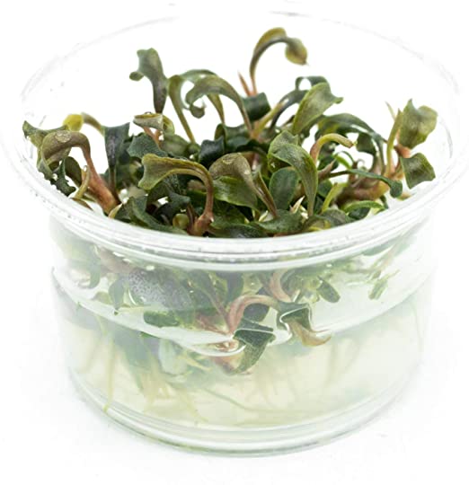 TCulture Bucephalandra Kedakang (Pot/TC Cup)