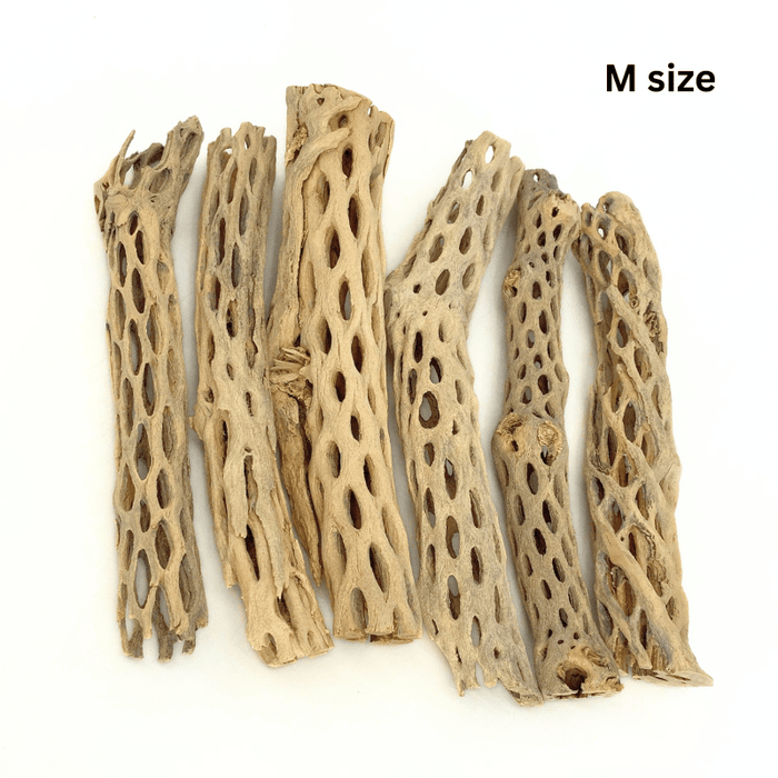 ANS Cholla Wood S/M (shrimp wood)