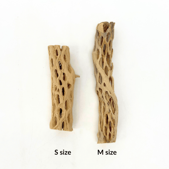 ANS Cholla Wood S/M (shrimp wood)