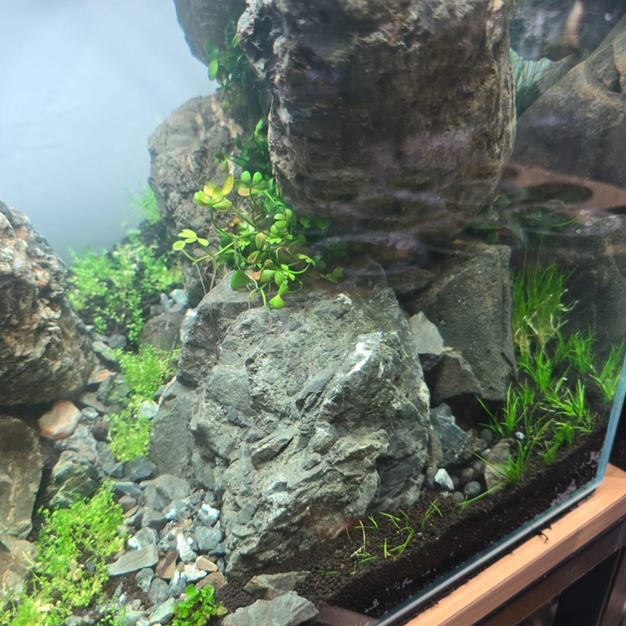 ANS Turly Rocks (5 - 40cm) per kg