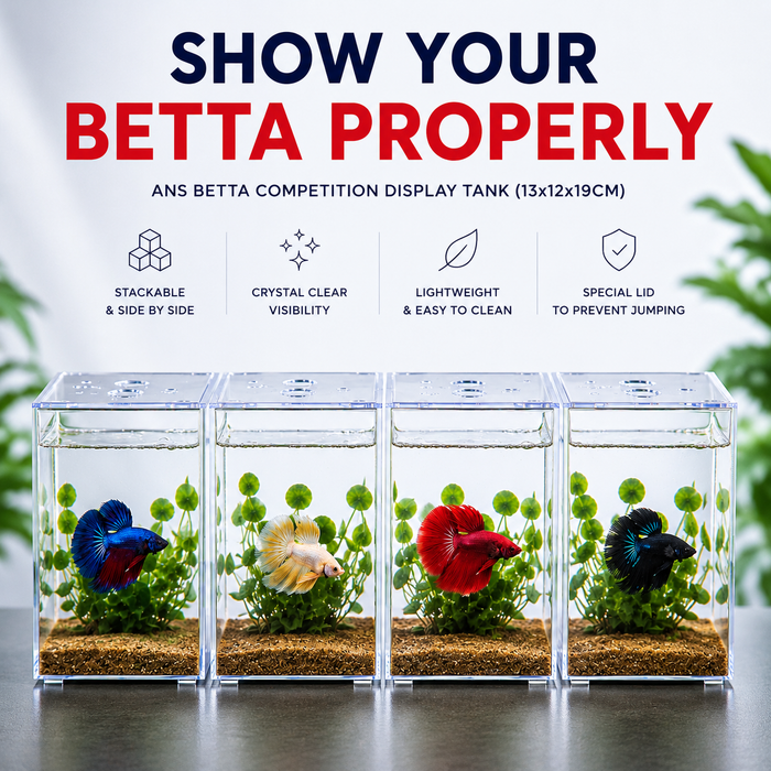 ANS Betta Competition Display Tank 13x12x19cm