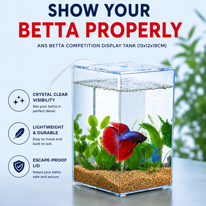 ANS Betta Competition Display Tank 13x12x19cm