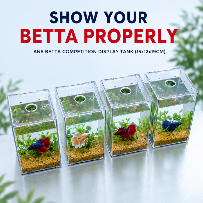 ANS Betta Competition Display Tank 13x12x19cm