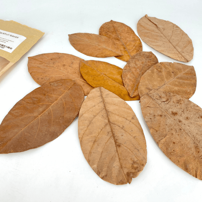 ANS Jackfruit Leaves