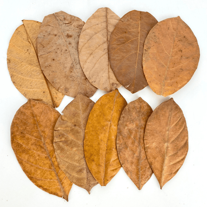 ANS Jackfruit Leaves