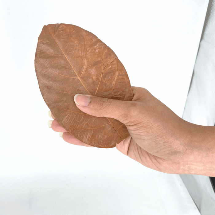 ANS Jackfruit Leaves