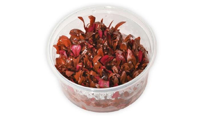 TCulture Alternanthera Reineckii 'Mini' (Pot/TC Cup)