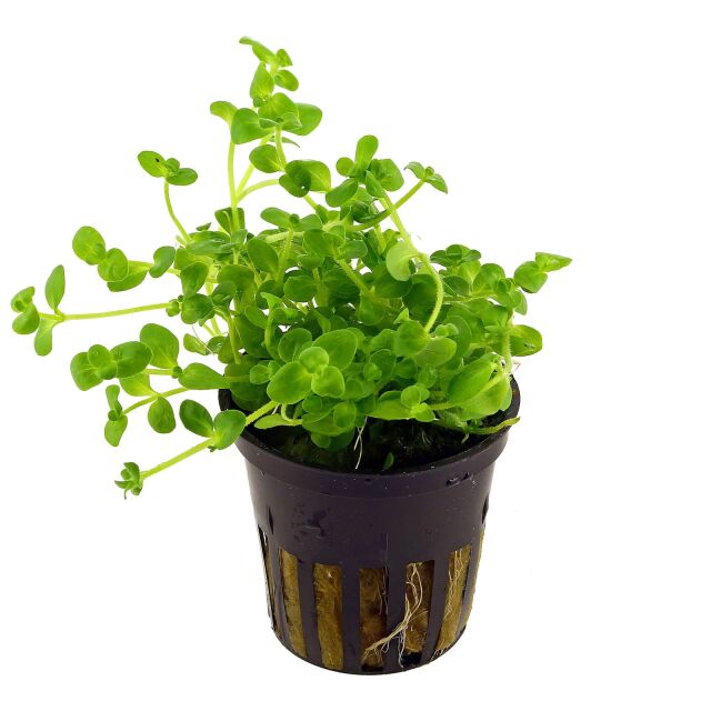 TCulture Bacopa Australis (TC Cup)