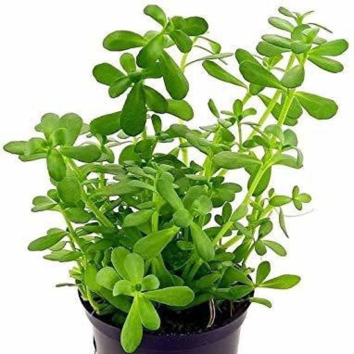 TCulture Bacopa Monnieri (Pot)