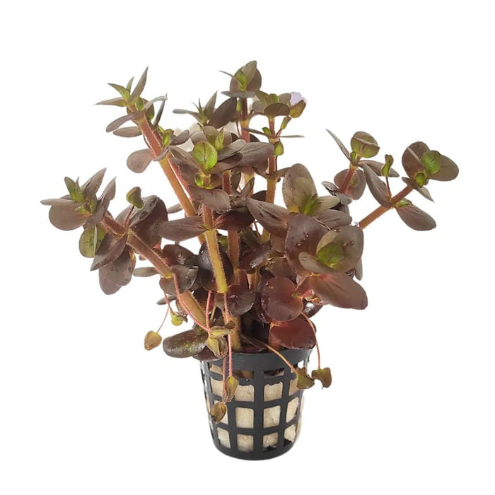 Bacopa Salzmannii 'Purple' (Pot/TC Cup)