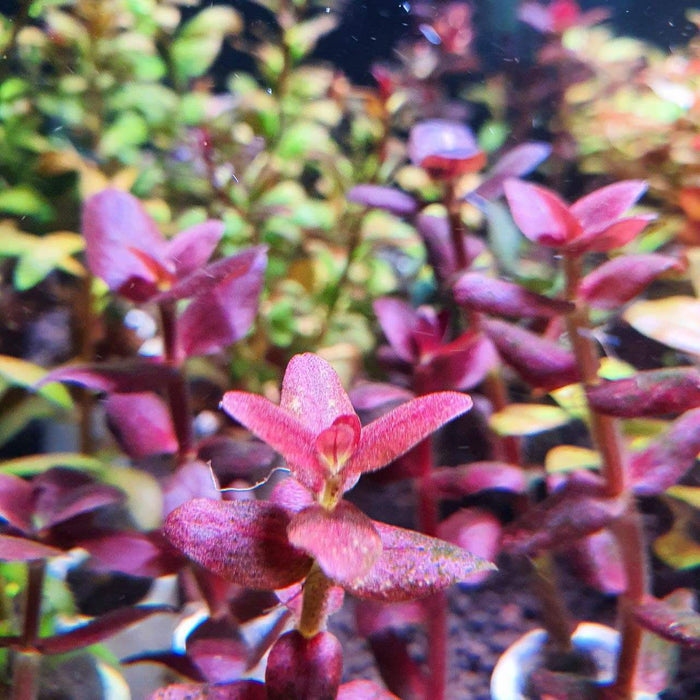 Bacopa Salzmannii 'Purple' (Pot/TC Cup)