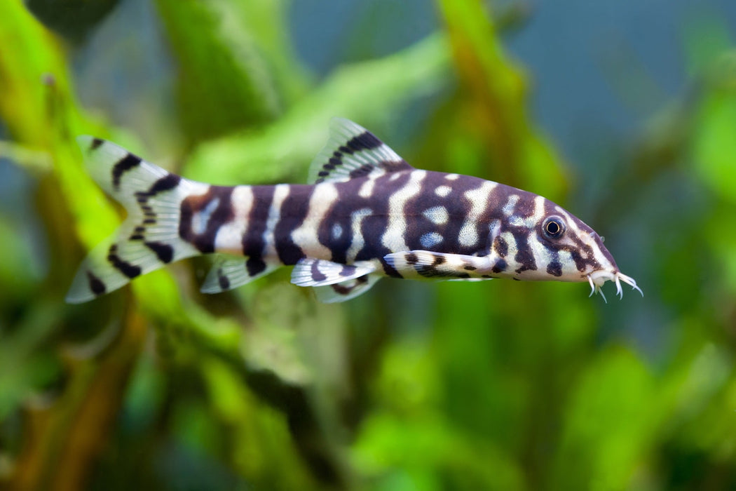 Spotted Botia Botia Loach — East Ocean Aquatic