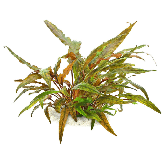 TCulture Cryptocoryne Undulatus (Pot)