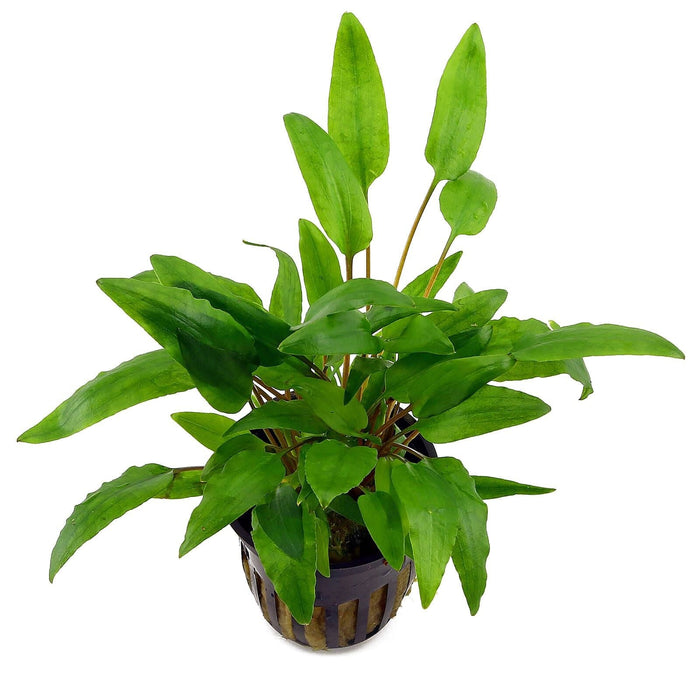 TCulture Cryptocoryne Wendtii 'Green' (Pot)