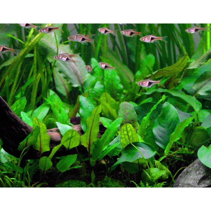 TCulture Cryptocoryne Wendtii 'Green' (Pot)