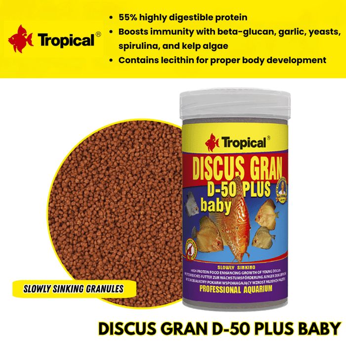 Tropical Discus Gran D-50 Plus Baby (high color and growth)