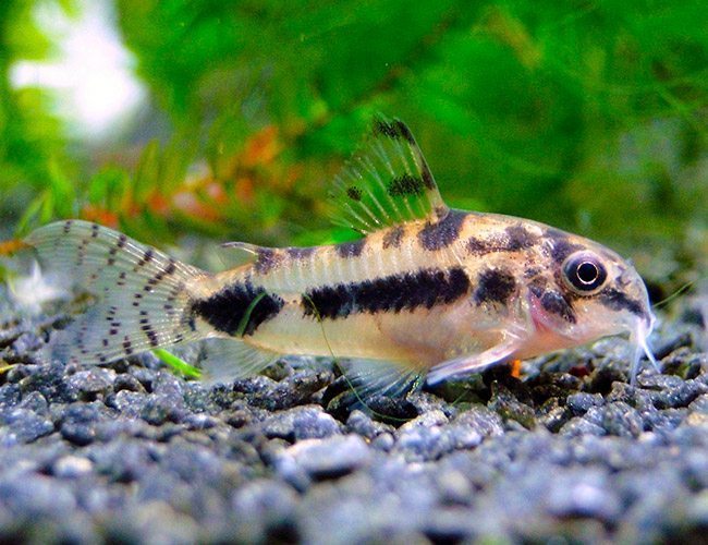 Harbosus Corydoras