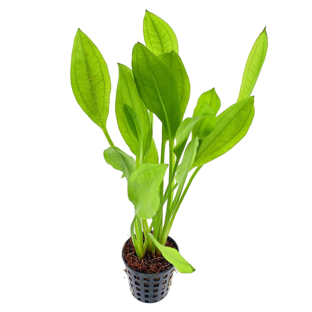 plantes maca Maca Poudre Bio 75g - Vitalité & Énergie