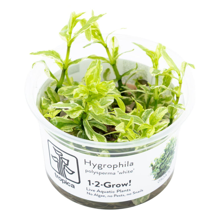 Tropica Hygrophila polysperma 'White' 1-2-Grow