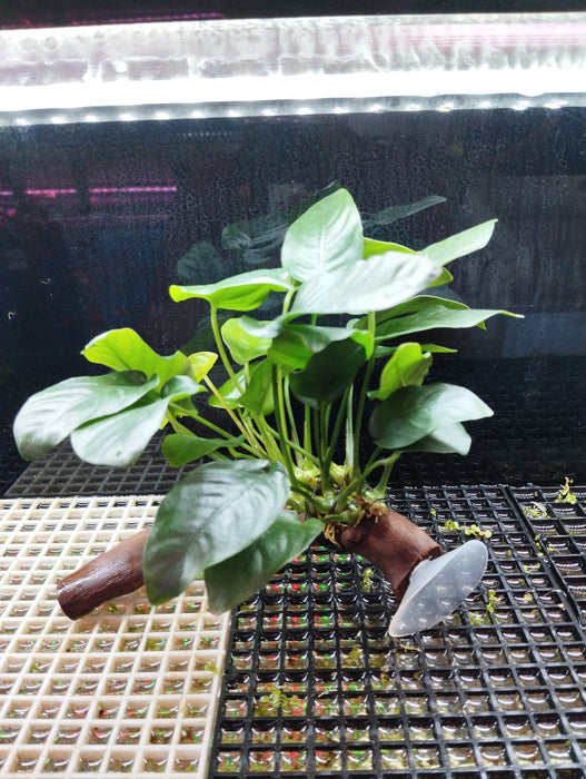 Anubias nana drift wood with suction cup