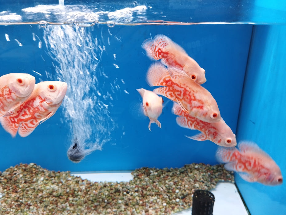 Albino Tiger Oscars