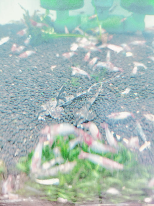 Marble Whiptail Catfish