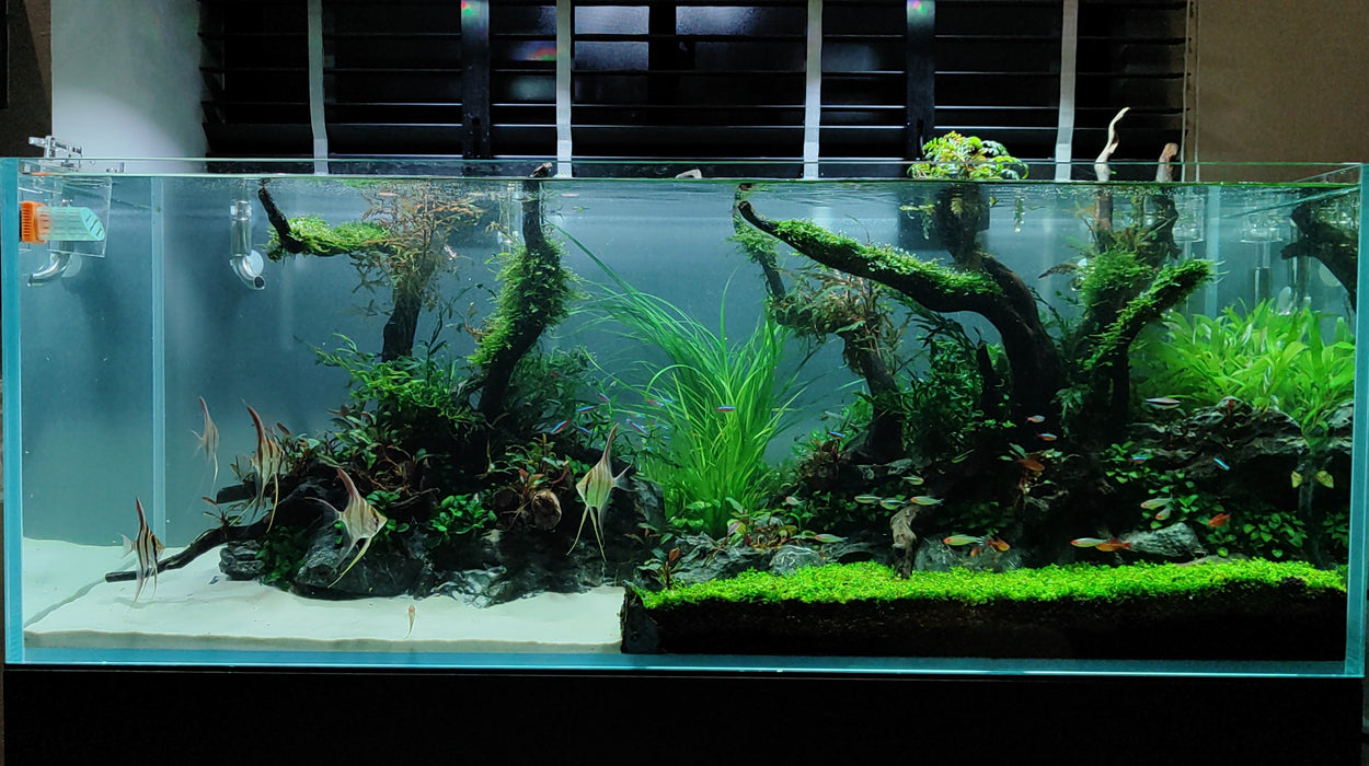 We Create an AQUASCAPE Tank for you