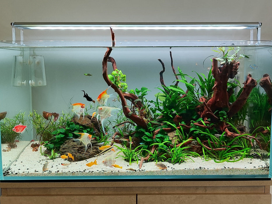 We Create an AQUASCAPE Tank for you