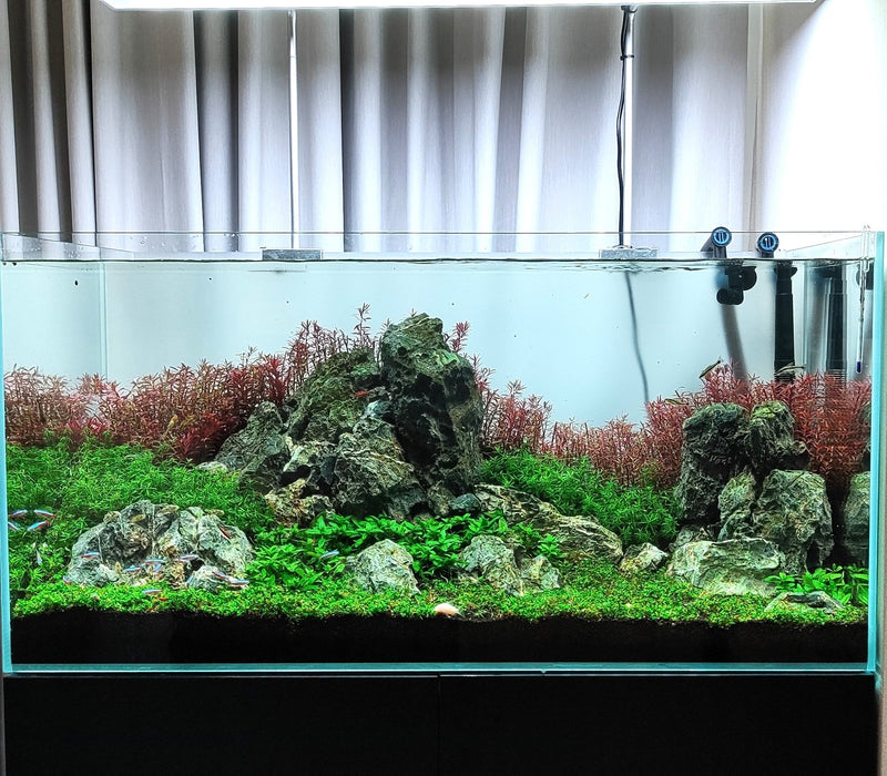 We Create an AQUASCAPE Tank for you