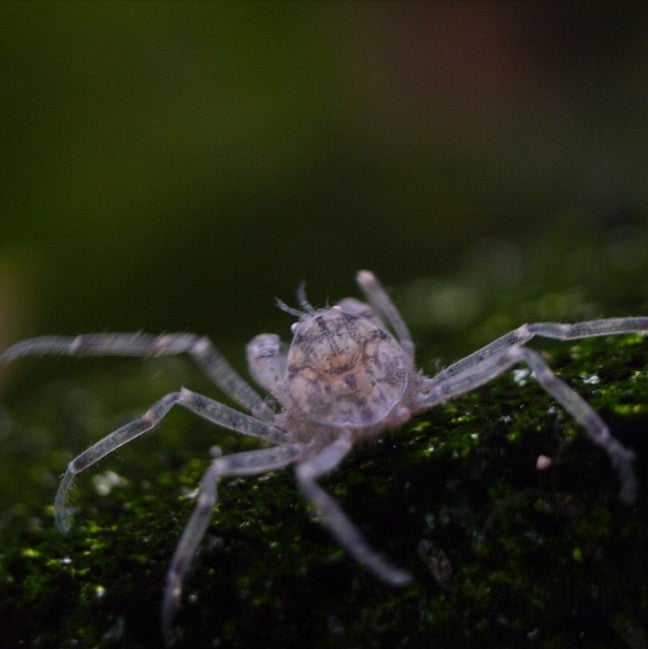 Micro crab — East Ocean Aquatic