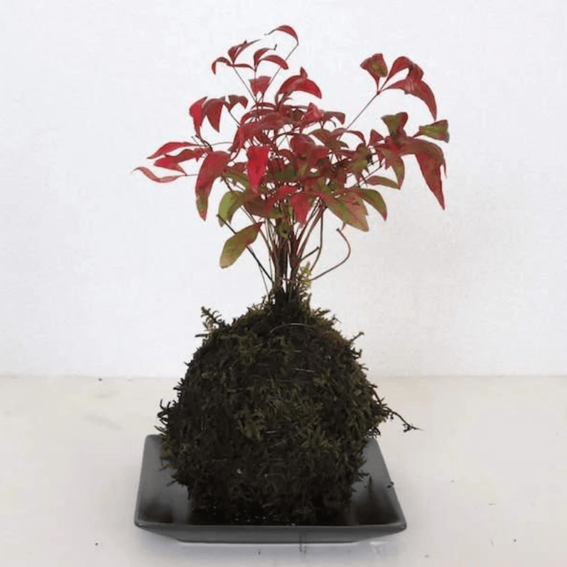 JUN Modeling Soil 1L (for Terrariums & Kokedama) — East Ocean Aquatic