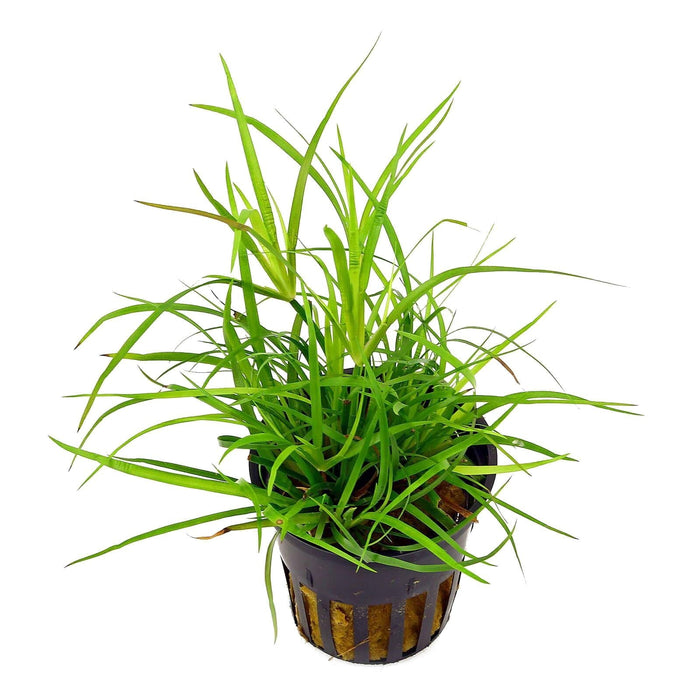 TCulture Juncus Repens (Pot)