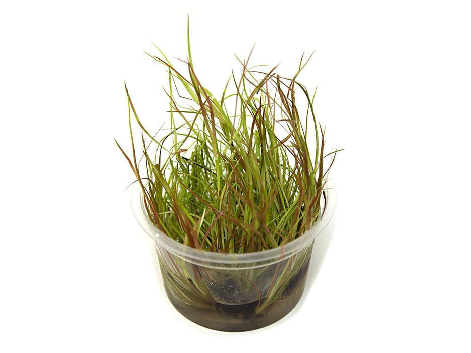 TCulture Juncus Repens (Pot/TC Cup)