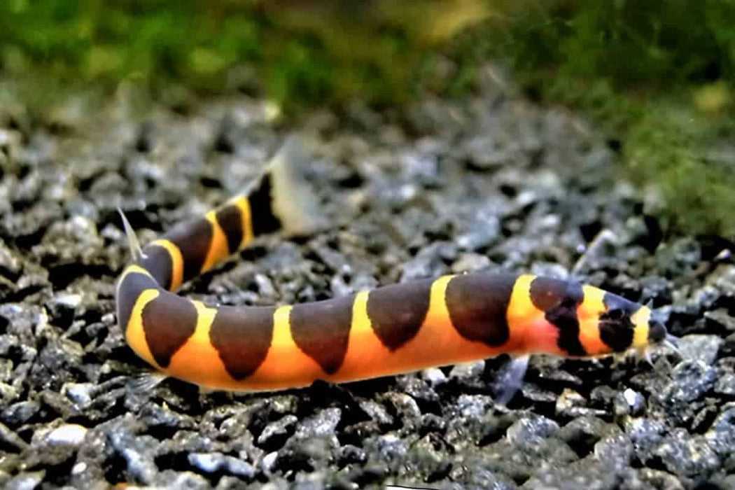 Kuhli Loach East Ocean Aquatic kuhli-loach-east-ocean-aquatic