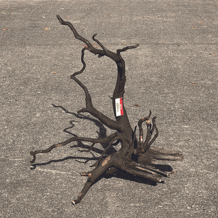 ANS Kusri Driftwood L (3) 45-60cm  (Random Pick)