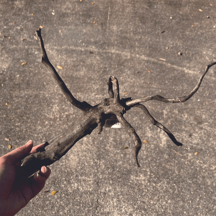 ANS Kusri Driftwood S (1) 20-30cm (Random Pick)