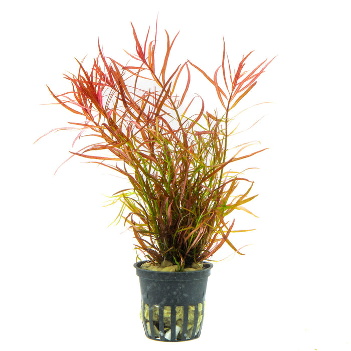 TCulture Ludwigia Arcuata (Pot)